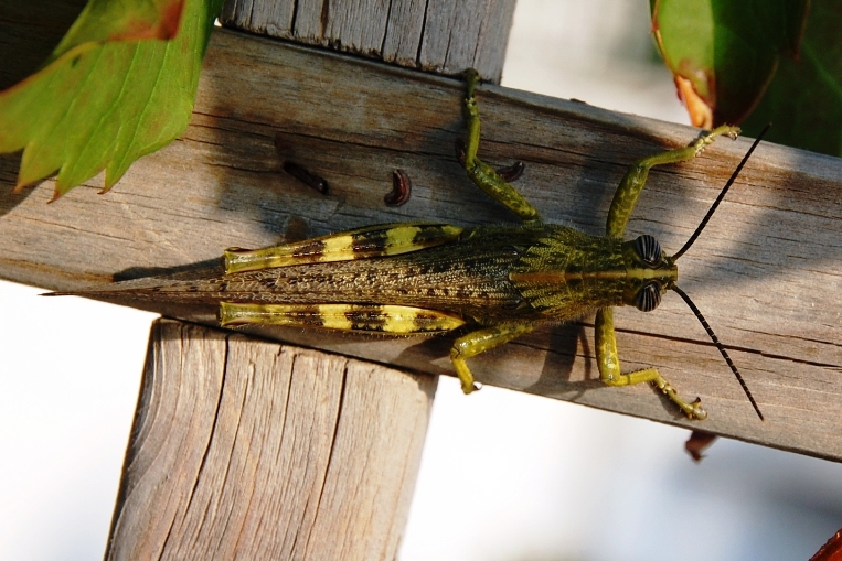Adulto di Anacridium aegyptium in livrea gialla